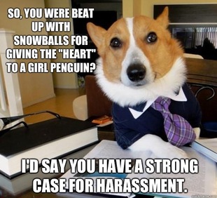 Lawyer Dog