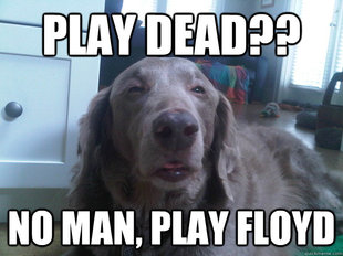 10 Dog