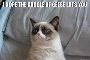 GrumpyCatOL