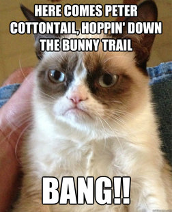 Grumpy cat