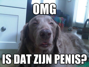 10 Dog