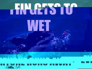 Misunderstood Shark