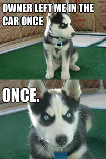 Insanity puppy