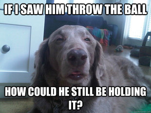 10 Dog