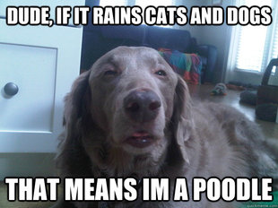 10 Dog