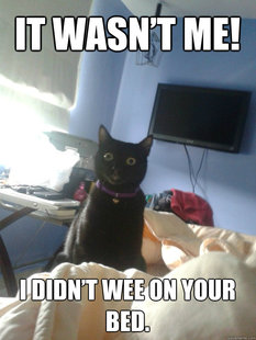 overly attached cat