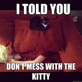 jealous cat