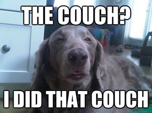 10 Dog