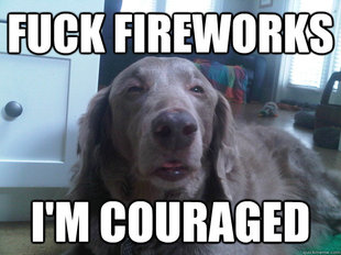 10 Dog