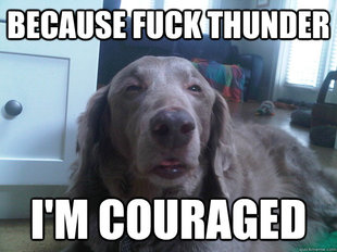 10 Dog