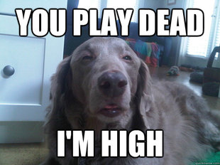 10 Dog
