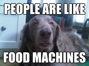 10 Dog