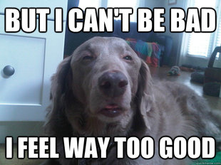 10 Dog