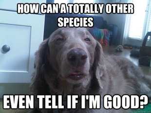 10 Dog