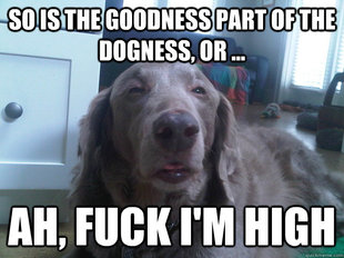 10 Dog