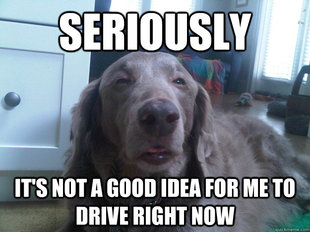 10 Dog