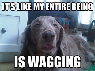 10 Dog