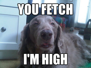 10 Dog