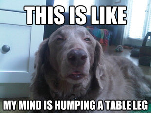10 Dog