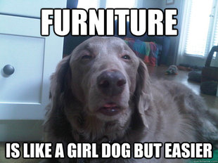 10 Dog