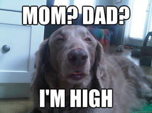 10 Dog