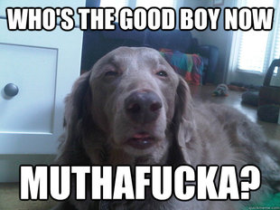 10 Dog
