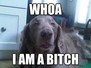 10 Dog