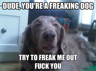 10 Dog