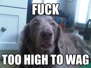 10 Dog