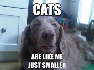 10 Dog