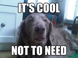 10 Dog