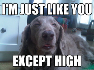 10 Dog