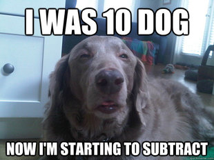 10 Dog