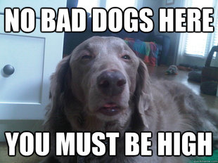 10 Dog