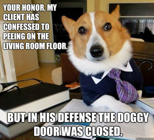 Lawyer Dog
