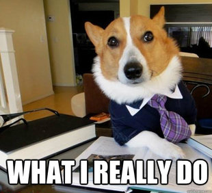 Lawyer Dog