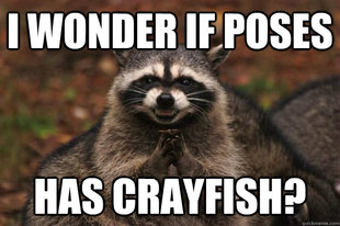 Evil Plotting Raccoon