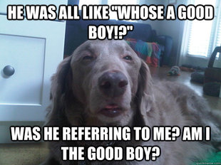 10 Dog