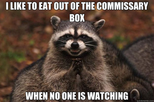 Evil Plotting Raccoon