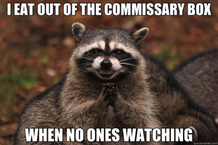 Evil Plotting Raccoon