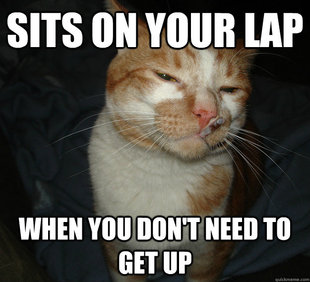Cool Cat Craig