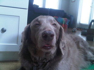 10 Dog