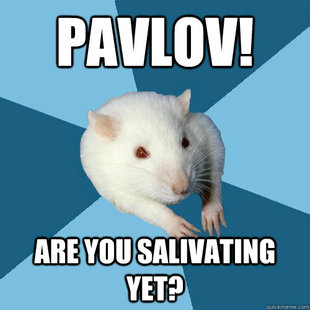 Psychology Major Rat