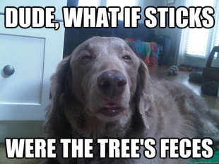 10 Dog