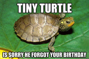 Small Hand Turtle