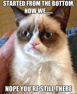 Grumpy Cat