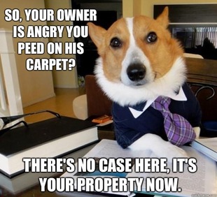 Lawyer Dog