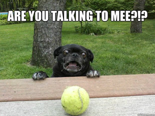 Berks Dog