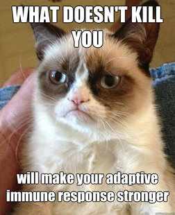 Grumpy Cat