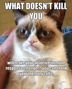 Grumpy Cat